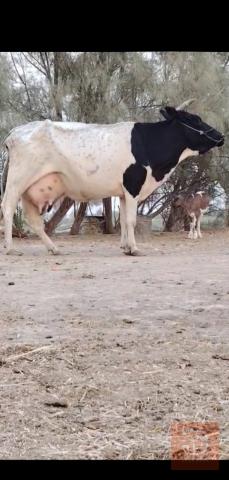 أبقار للبيع في بابل