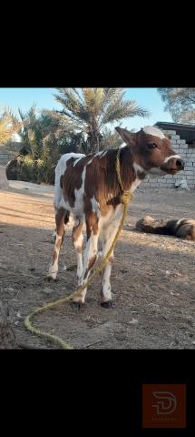 أبقار للبيع في بابل