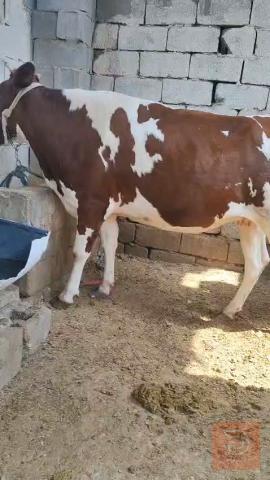 بجره هوالنديه عمر 6 أشهر ونصف مستعمل للبيع في البصرة