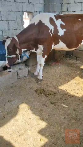 بجره هوالنديه عمر 6 أشهر ونصف مستعمل للبيع في البصرة