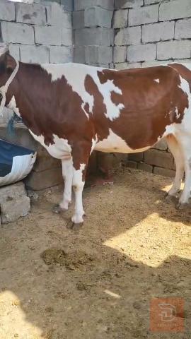 بجره هوالنديه عمر 6 أشهر ونصف مستعمل للبيع في البصرة