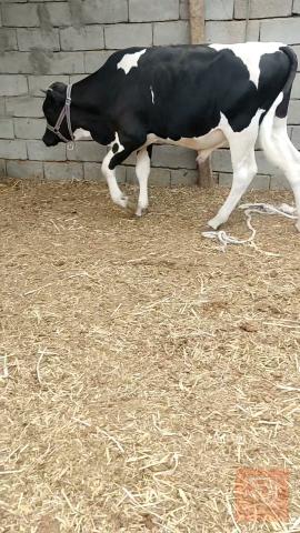 عجل سترالي مآل ربط للبيع في البصرة