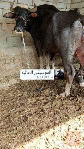 جاموسة حولية للبيع في البصرة