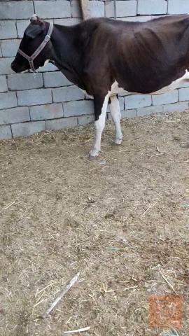 هايشه خشنه مستعمل للبيع في البصرة