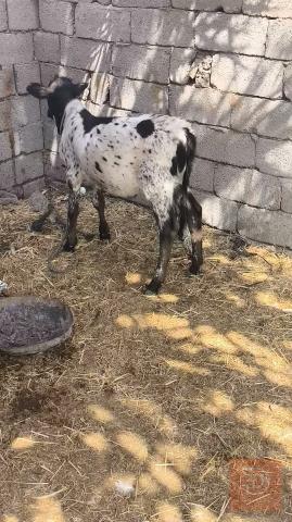 عجل نوعية ياكل ويرضع للبيع في ذي قار