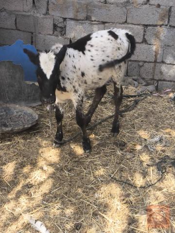 عجل نوعية ياكل ويرضع للبيع في ذي قار