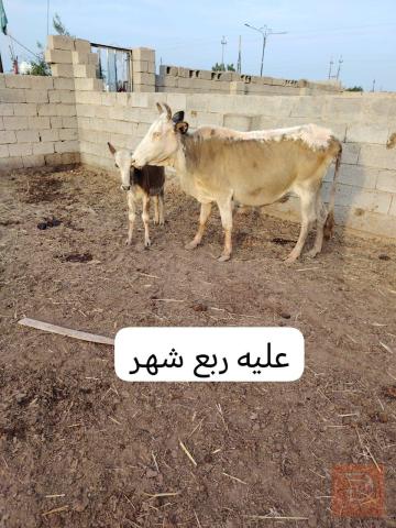 هوايش نثايه للبيع في ميسان
