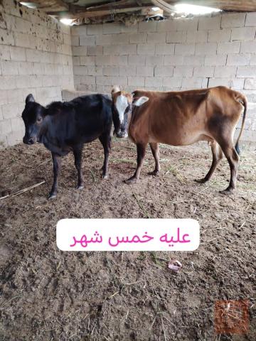 هوايش نثايه للبيع في ميسان
