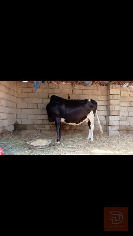 بقرة لبني للبيع في البصرة