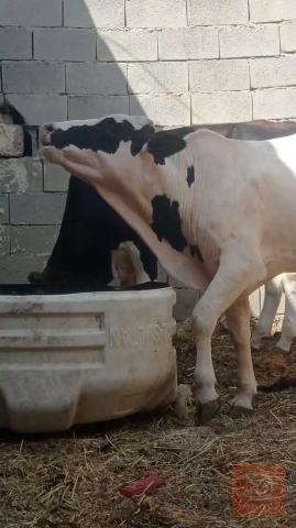 ثور فريزي معلوف للبيع في ميسان