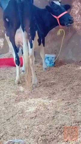 دابه هولشتاين ام 3 بطن للبيع في بابل