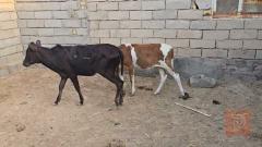 عجل وعجلة حلوات للبيع في البصرة