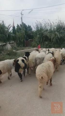 طليان فحله عدد 22 للبيع في الديوانية
