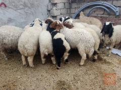 طليان فحله عدد 22 للبيع في الديوانية
