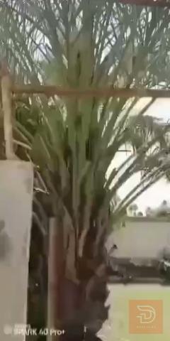 مزرعة في الصكلاوية بمساحة 720 متر للبيع في الأنبار