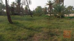 دونم خلف معمل السكر للبيع في كربلاء المقدسة