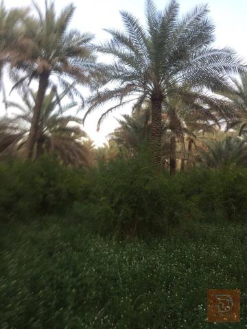 ٦ دونم أرض زراعية طابو زراعي في الصلامية للبيع في بغداد