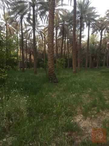٦ دونم أرض زراعية طابو زراعي في الصلامية للبيع في بغداد