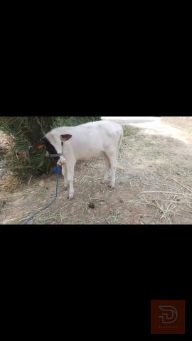 زوج عجول فريزي للبيع في بابل