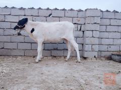 عجول درجة أولى العدد ٤ للبيع في بابل