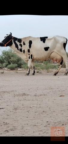 بقرة فريزيه حليب درجة أولى 17 كيلوو للبيع في بابل