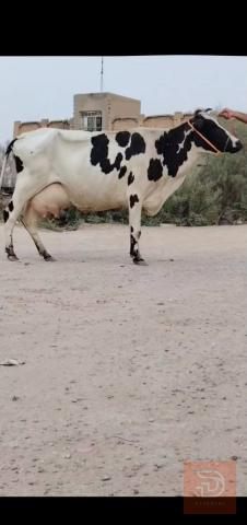 بقرة فريزيه حليب درجة أولى 17 كيلوو للبيع في بابل