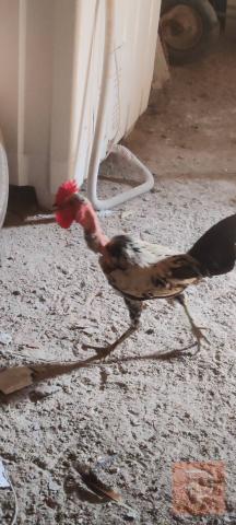دجاج ابو ركيبة مستعمل للبيع في البصرة