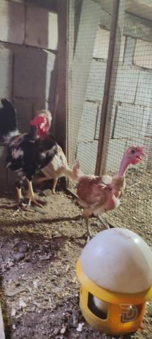 دجاج ابو ركيبة مستعمل للبيع في البصرة