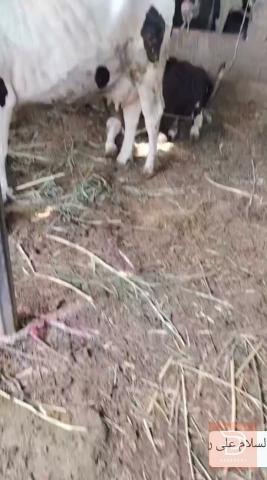 حيوانة ثاني بطن للبيع في البصرة