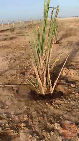 أرض مزروعة ٣ دونم للبيع في ديالى