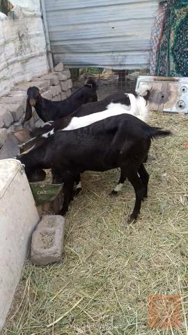 5 صخول افغاني فحل و 4 نثايه للبيع في ميسان