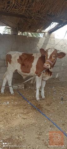 عجل هولندي أصلي للبيع في البصرة
