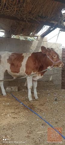 عجل هولندي أصلي للبيع في البصرة