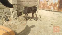 عجله سترالي حلوه وسمينه للبيع في البصرة