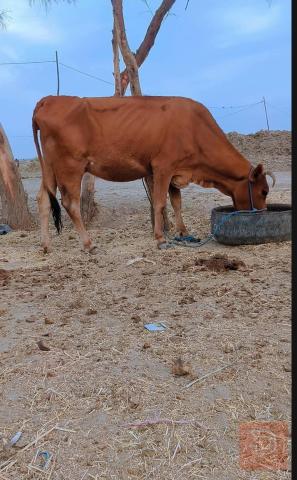 بقر درجة أولى مكفولة للبيع في ميسان