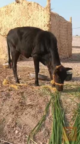بجر نوعية حلوة للبيع في ميسان
