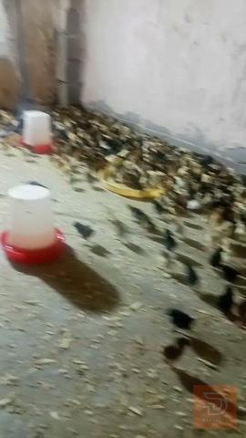 زوج قفل للبيع في بغداد