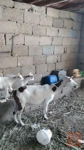 صخله قطريه مع توم ونثيه للبيع في واسط