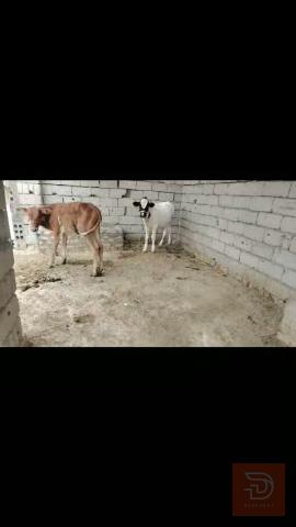 عجول للبيع في بابل