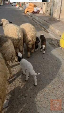 4 نعجات مطافيل توامات للبيع في ميسان