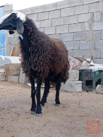 رجينه عربيه مضرعة للبيع في البصرة