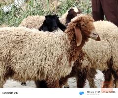 حلال شكايه عواسي للبيع في الديوانية