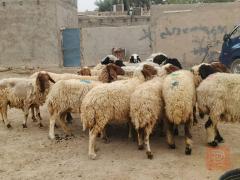 غنم عدد 20 مراح واحد مكفولات مستعمل للبيع في الديوانية