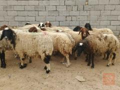 غنم عدد 20 مراح واحد مكفولات مستعمل للبيع في الديوانية