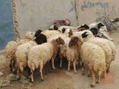 غنم عدد 20 مراح واحد مكفولات مستعمل للبيع في الديوانية