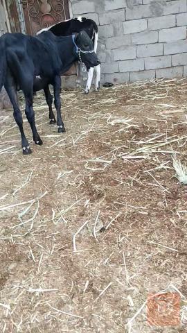 عجول وبقر في البصرة للبيع