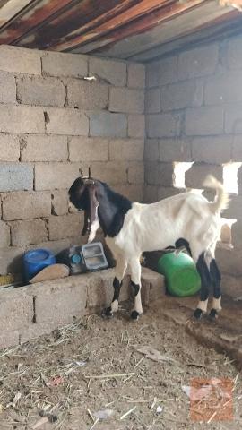 صخل أفغاني درجة أولى مستعمل للبيع في واسط