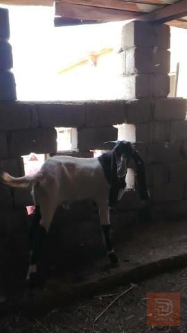 صخل أفغاني درجة أولى مستعمل للبيع في واسط