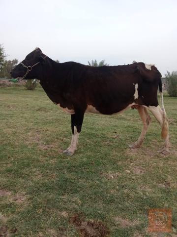دابات فريزية وهولندية مستعمل للبيع في بابل