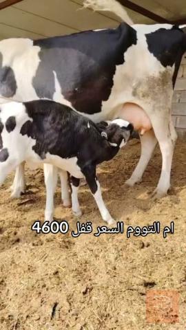 بقر هولشتاين للبيع في بغداد